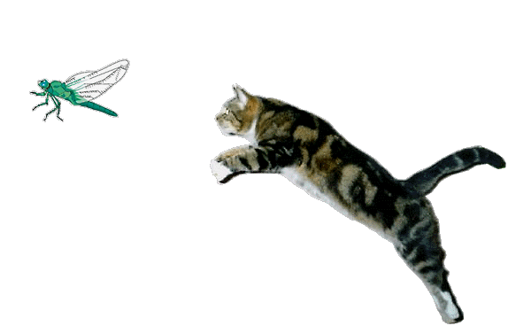 Кошка и стрекоза