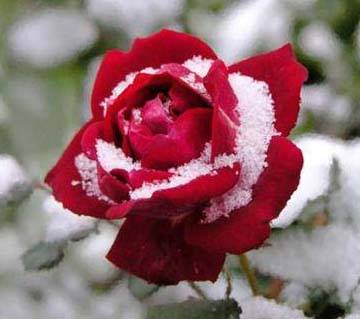 Засыпал розу снег